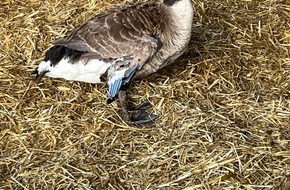 Polizeiinspektion Lebach: POL-Lebach: Wer hat die Gans gestohlen?