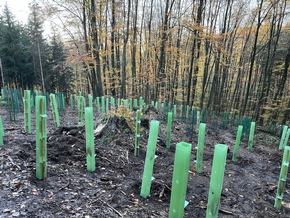 Waldtag für BAUHAUS Nachwuchskräfte und Auszubildende in Heppenheim