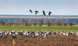 Tourismusverband Mecklenburg-Vorpommern: PM 67/20 Auf nach Mecklenburg-Vorpommern: Kranichsaison im Nordosten