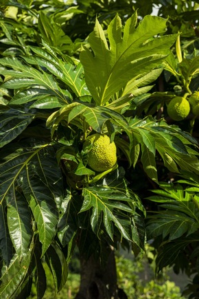Superfoods von den Inseln von Tahiti: Brotfrucht, Taro und Vanille – kulinarische Schätze aus dem Südpazifik
