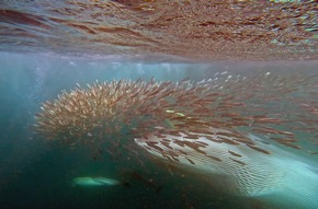 Das Festtagsprogramm 2025: bildstarke Naturdokus, stimmungsvolle Konzerte und große Legenden der Leinwand ab 19.12. auf arte.tv und auf ARTE