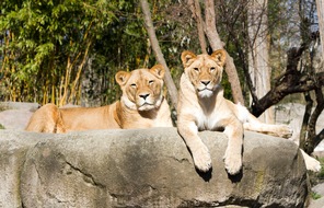 Testberichte.de: Deutschlands größtes Zoo-Ranking 2025: Vogelpark Marlow, Naturschutz-Tierpark Görlitz und Vogelburg Weilrod vorn