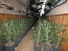 POL-DN: Cannabisplantage ausgehoben