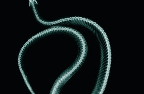 Gesellschaft Schweizer Tierärztinnen und Tierärzte (GST): GST: Erste PR-Kampagne für die Schweizer Tierärztinnen und Tierärzte