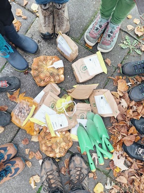 Hunderte Zwiebeln für hungrige Nektarschlürfer🧅🌿🌷