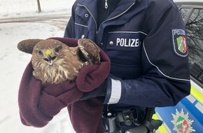 Polizei Rhein-Erft-Kreis: POL-REK: 190201-1: Greifvogel gerettet - Pulheim