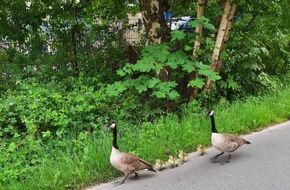 Polizeidirektion Kiel: POL-KI: 240528.4 Kiel: Tierischer Einsatz auf der Veloroute 10