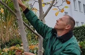 goodRanking Online Marketing Agentur: Bäume im Garten: So sorgen Sie für Vitalität und gesundes Wachstum
