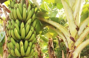 GLOBALG.A.P.: GLOBALG.A.P., World Banana Forum und REWE Group fordern Kampf gegen Bananen-Erreger