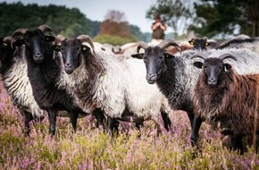 Privathotels Dr. Lohbeck: Privathotels Dr. Lohbeck: Schnucken gucken - das &bdquo;Whale-Watching&ldquo; in der L&uuml;neburger Heide