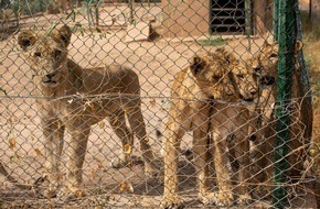 VIER PFOTEN - Stiftung für Tierschutz: VIER PFOTEN evakuiert über 40 Wildtiere aus Konfliktgebiet im Sudan