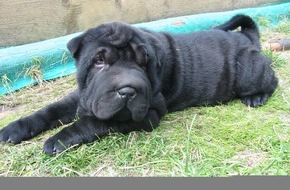 Polizeiinspektion Northeim: POL-NOM: Hundewelpe "Shar-Pei" entwendet