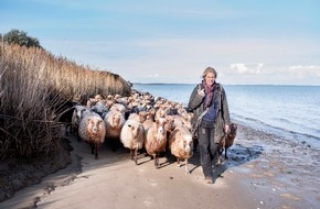 Sylt Marketing GmbH: Landschaftspfleger auf vier Beinen zur&uuml;ck auf Sylt
