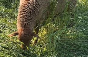 Polizei Hagen: POL-HA: Unbekannte stehlen junges Schaf von Weide