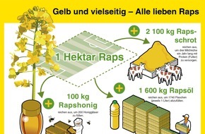 OVID Verband der ölsaatenverarbeitenden Industrie in Deutschland e. V.: Honigbienen fliegen auf Raps