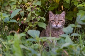 BUND: ++ Wildes Mecklenburg-Vorpommern: Wildkatze im Müritz-Nationalpark vermutet ++