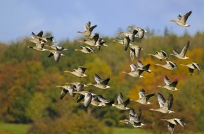 Landesjagdverband Schleswig-Holstein e.V.: Landesjagdverband Schleswig-Holstein begrüßt neue Jagdzeitenverordnung: Mehr Handlungsoptionen und erhöhter Küstenschutz