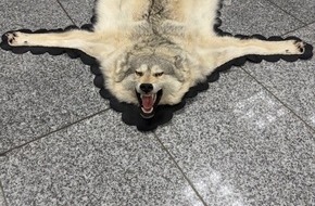 Hauptzollamt Frankfurt am Main: HZA-F: Zoll am Frankfurter Flughafen stellt Wolfsfell im Reiseverkehr sicher