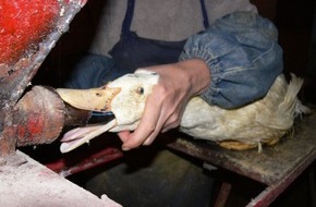 VIER PFOTEN - Stiftung für Tierschutz: 40 ans d'interdiction du gavage en Suisse - or l'importation du foie gras connaît un véritable essor / Mais, d'après une enquête de QUATRE PATTES, trois Suisses sur quatre veulent son interdiction