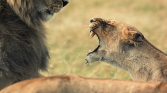 Nat Geo Wild: Brandgefährliche Begegnungen: National Geographic WILD begegnet im Mai den tödlichsten Jägern der Tierwelt