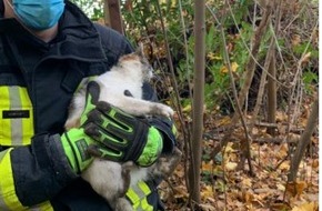 Feuerwehr Dortmund: FW-DO: Katze im Betonsturz eingeklemmt