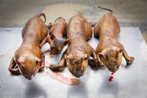 Zehn Millionen Hunde und Katzen werden jährlich in Südostasien geschlachtet