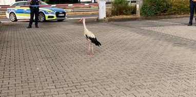 Polizeipräsidium Mainz: POL-PPMZ: Mainz - Mombach; Autofahrer rettet Storch von Fahrbahn