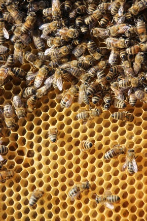 Neu im Dr. Hauschka Make-up Sortiment: Intensive Farbe und reichhaltige Pflege mit dem Lip Crayon Limited Edition