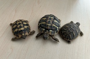 Hauptzollamt Lörrach: HZA-LÖ: Zoll verhindert illegale Einfuhr von geschützten Landschildkröten