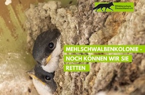 Wildtierschutz Deutschland e.V.: Rettungsplan f&uuml;r 800 Mehlschwalben am KKW Biblis | Kreisbeh&ouml;rden Heppenheim tragen das Prognoserisiko