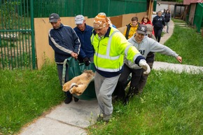 Aus dem Kriegsgebiet gerettete Löwen in Polen angekommen