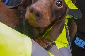 Polizeipräsidium Mittelhessen - Pressestelle: Mittelhessen: WETTERAUKREIS: + Das Herz für Tiere schlägt auch nach Dienstende + Vermehrt Anrufe durch Betrüger + Einbrecher bemerkt + Durch Kellerfenster eingestiegen +