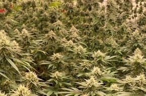 Polizei Rhein-Erft-Kreis: POL-REK: 260617-3: Cannabisplantage sichergestellt
