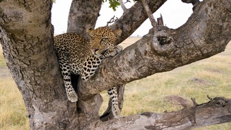 ZDF: Tiere der Serengeti erzählen ihr Leben: "Terra X"-BBC-Dreiteiler an Ostern im ZDF (FOTO)