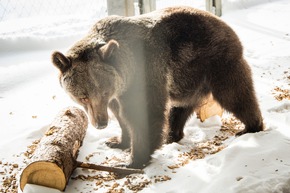 Bärin Jambolina erhält im Arosa Bärenland ein neues Zuhause