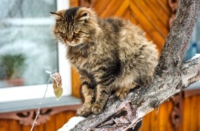 Bundesverband für Tiergesundheit e.V.: Hungrig und hyperaktiv: Katzen mit Schilddrüsenüberfunktion