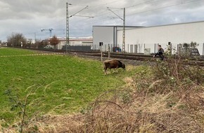 Bundespolizeidirektion Sankt Augustin: BPOL NRW: Freilaufende Kuh sorgt für Streckensperrung - Bundespolizei treibt Tier aus dem Gleisbereich