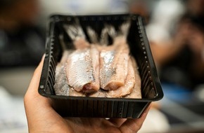 Marine Stewardship Council (MSC): Makrele, Altanto-Skandischer Hering und Blauer Wittling unter doppeltem Druck durch &Uuml;berfischung und Klimawandel