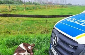 Bundespolizeiinspektion Flensburg: BPOL-FL: Glück im Unglück: Kalb am Gleis - Güterzug kann rechtzeitig bremsen