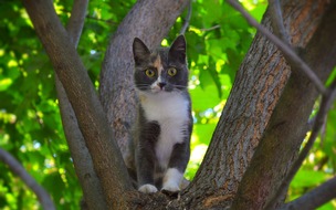 Freiwillige Feuerwehr Gemeinde Schiffdorf: FW Schiffdorf: Informationen zur Tierrettung der Feuerwehr - Die Katze auf dem Baum