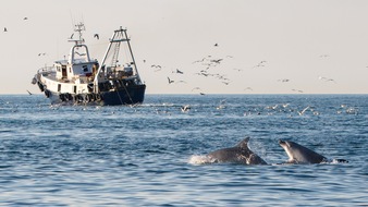 OceanCare: Neue Studie: Warum die letzten Delfine der Adria ausgerechnet den Fischerbooten folgen, die ihnen die Nahrung nahmen