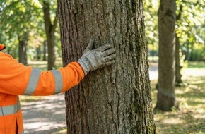 goodRanking Online Marketing Agentur: Baumpflege Sausen: Einblicke in den Baumzustand