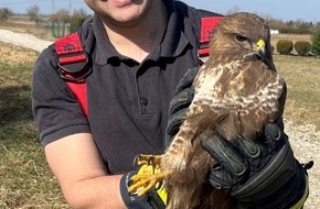 Feuerwehr München: FW-M: Greifvogel hängt fest (Untermenzing)