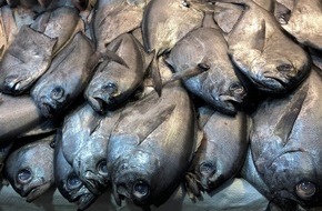 ZDFinfo: Wie ein Fisch den Planeten zerstört: ZDFinfo über die Gier nach Lachs