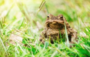 Naturmuseum Solothurn: Die Erdkröten sind unterwegs