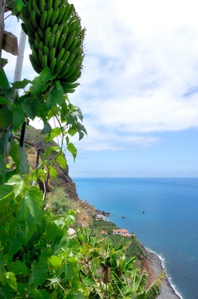 Madeira in Zahlen - 150 Tunnel, 30 Wanderwege, 3.100 Kilometer Levadas und 1.204 verschiedene Pflanzenarten