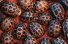 IFAW Deutschland: Neue EU-Initiative gegen zunehmende Wildtier-Cyberkriminalit&auml;t