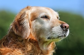 Bundesverband für Tiergesundheit e.V.: Graue Schnauze, großes Herz: So bleibt Ihr Hund im Alter fit und glücklich