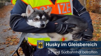 Bundespolizeidirektion München: Bundespolizeidirektion München: Husky legt Bahnstrecken lahm -
Besitzer und Hund wieder vereint