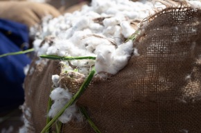 Cotton made in Africa feiert zum Weltbaumwolltag am 7. Oktober die weltweit wichtigste Naturfaser für die Textilindustrie